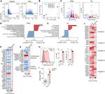 CD137 (4-1BB) Antibody in Flow Cytometry (Flow)