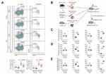 CD150 Antibody in Flow Cytometry (Flow)