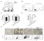CD152 (CTLA-4) Antibody in Flow Cytometry (Flow)