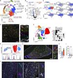 CD163 Antibody in Flow Cytometry (Flow)