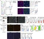 CD163 Antibody in Flow Cytometry (Flow)
