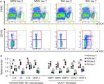 CD163 Antibody in Flow Cytometry (Flow)