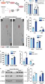 CD181 (CXCR1) Antibody in Western Blot (WB)