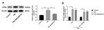 CD206 (MMR) Antibody in Western Blot (WB)