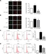 CD206 (MMR) Antibody in Flow Cytometry (Flow)