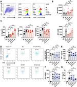 CD206 (MMR) Antibody in Flow Cytometry (Flow)