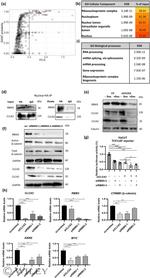 beta Catenin Antibody in Western Blot (WB)