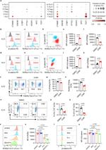beta Catenin Antibody in Flow Cytometry (Flow)