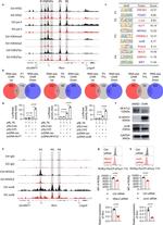 NFATC2 Antibody in Western Blot (WB)