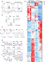 HELIOS Antibody in Flow Cytometry (Flow)