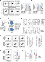Arginase 1 Antibody in Flow Cytometry (Flow)