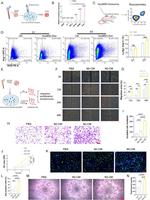 Arginase 1 Antibody in Flow Cytometry (Flow)