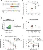 FOXP3 Antibody in Flow Cytometry (Flow)