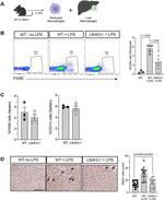 Galectin 3 Antibody in Immunohistochemistry (IHC)