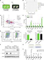 RELM alpha Antibody in Flow Cytometry (Flow)