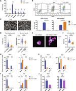RELM alpha Antibody in Flow Cytometry (Flow)