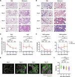 RELM alpha Antibody in Flow Cytometry (Flow)