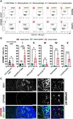 GPNMB Antibody in Flow Cytometry (Flow)