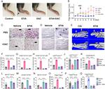 MERTK Antibody in Flow Cytometry (Flow)