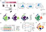 CD326 (EpCAM) Antibody in Flow Cytometry (Flow)