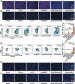 T-bet Antibody in Flow Cytometry (Flow)