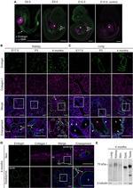 Embigin Monoclonal Antibody (G7.43.1), eBioscience™