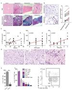 IL-17A Antibody in Flow Cytometry (Flow)