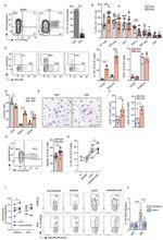 IL-17A Antibody in Flow Cytometry (Flow)