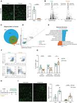 Ly-6C Antibody in Flow Cytometry (Flow)