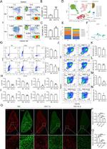 Ly-6C Antibody in Flow Cytometry (Flow)