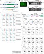 HLA-BC Antibody in Flow Cytometry (Flow)