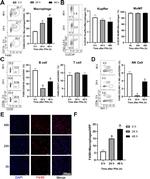 NK1.1 Antibody in Flow Cytometry (Flow)