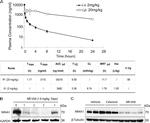 Nur77 Antibody in Western Blot (WB)