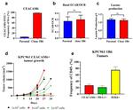 CD274 (PD-L1, B7-H1) Antibody in Flow Cytometry (Flow)