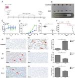 CD274 (PD-L1, B7-H1) Antibody in Immunohistochemistry (IHC)