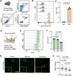 Tmem119 Antibody in Flow Cytometry (Flow)