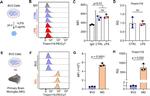 Tmem119 Antibody in Flow Cytometry (Flow)