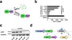 GFP Antibody in Western Blot (WB)