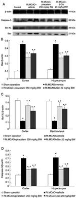 Bax Antibody in Western Blot (WB)