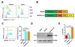 ULBP1 Antibody in Flow Cytometry (Flow)