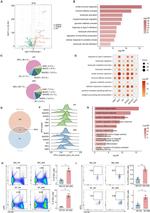 HIF-1 alpha Antibody in Flow Cytometry (Flow)