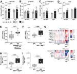 Phospho-4EBP1 (Thr36, Thr45) Antibody in Flow Cytometry (Flow)