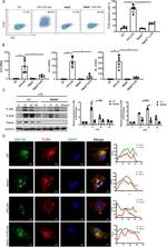 CD284 (TLR4) Antibody in Flow Cytometry (Flow)