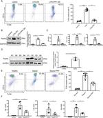 CD284 (TLR4) Antibody in Flow Cytometry (Flow)