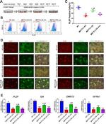 PLZF Antibody in Flow Cytometry (Flow)