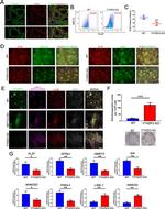 PLZF Antibody in Flow Cytometry (Flow)