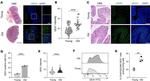 CD326 (EpCAM) Antibody in Flow Cytometry (Flow)