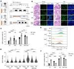 CD326 (EpCAM) Antibody in Flow Cytometry (Flow)