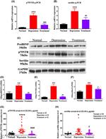CD271 (NGF Receptor) Antibody in Western Blot (WB)