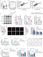 VCAM-1 (CD106) Antibody in Western Blot (WB)